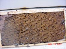 Langstroth frame of honeycomb with honey in the upper left and pollen in most of the rest of the cells Honeycomb 091f.jpg