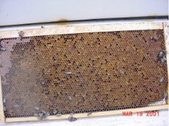 Honeycomb 091f.jpg