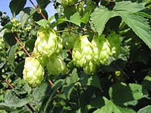 Common hop, Humulus lupulus Hopfen1.jpg