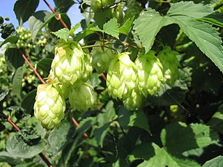 <i>Humulus lupulus</i> species of plant