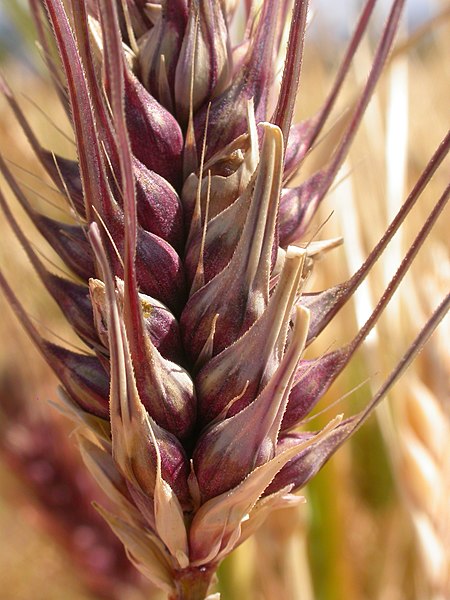 File:Hordeum vulgare (6 row barley) (3886422674).jpg