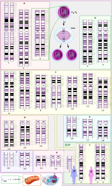 Human karyotype with bands and sub-bands.svg