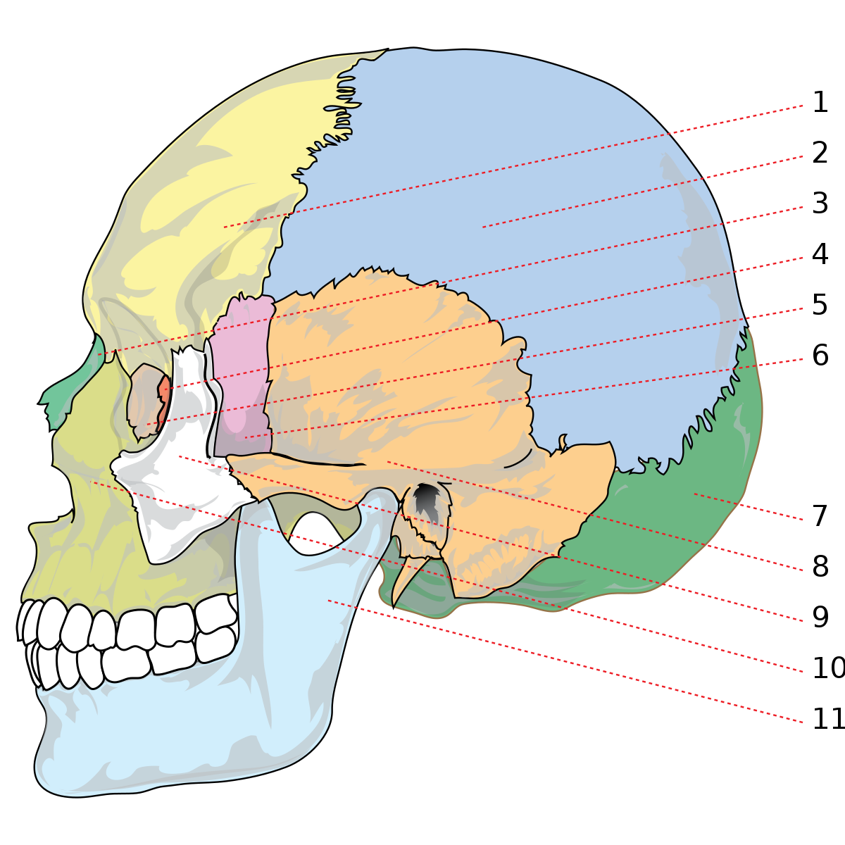 contractia maxilarului