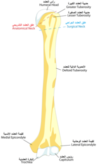 HumerusFront Arabic YM.png