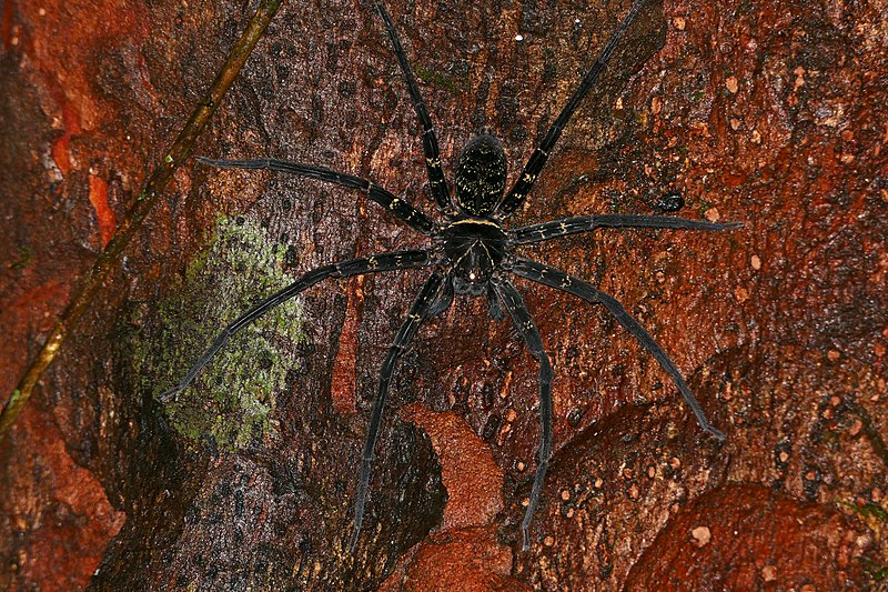 Bestand:Huntsman Spider (Heteropoda tetrica) (23767835046).jpg