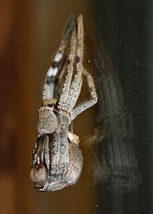 Isopeda villosa (lower) extricating itself from its old exoskeleton (upper). Huntsman spider discarding its old exoskeleton.jpg