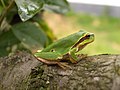 Hyla arborea.