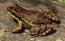 Hylodes meridionalis.jpg