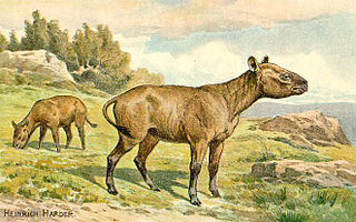 <span class="mw-page-title-main">Hyracodontidae</span> Extinct family of mammals