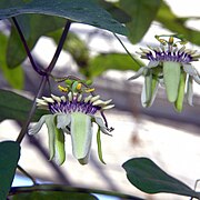 Passiflora colinvauxii