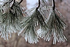 Ice coated eastern white pine Pinus strobus.jpg