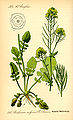 Illustration des Echten Barbarakrautes (Barbaraea vulgaris)