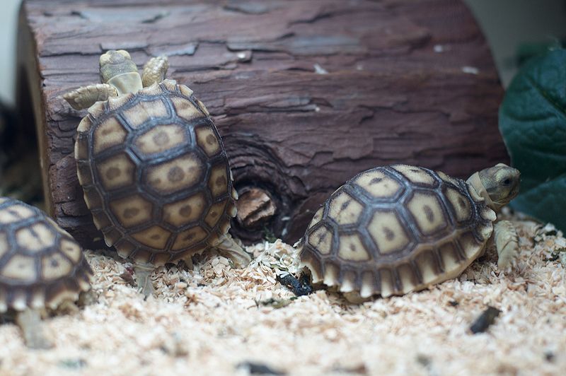 File:Immature Centrochelys sulcata in East Bay Vivarium.jpg