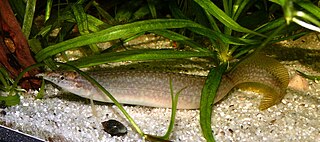 <i>Macrognathus pancalus</i> Species of fish