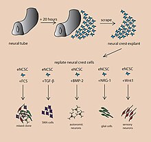 Instructive growth factors regulating fate decisions in embryonic NCSCs Instructive growth factors regulating fate decisions in embryonic NCSCs..jpg