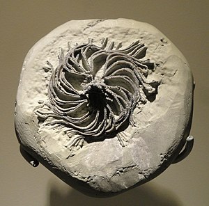 Iocrinus subcrassus, crinoid, Late Ordovician, McMillan Formation, Butler County, Ohio, USA - Houston Museum of Natural Science - DSC01499.JPG