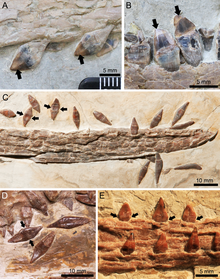 Teeth of I. sinensis (A-B) and other istiodactylids of the Jiufotang Formation Istiodactylid teeth from the Jiufotang Formation.png