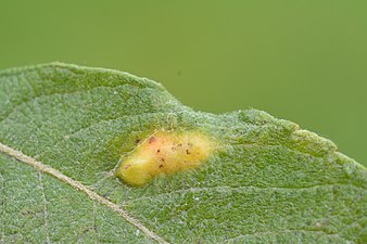 Iteomyia major on salix aurita