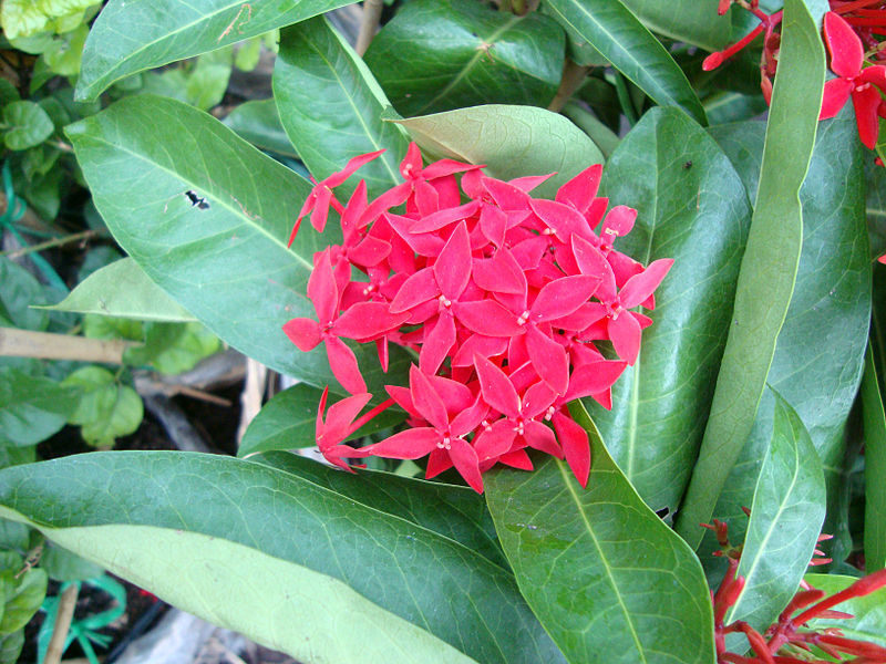 File:Ixora coccinea (2).JPG