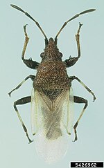 Thumbnail for Oxycarenus hyalinipennis