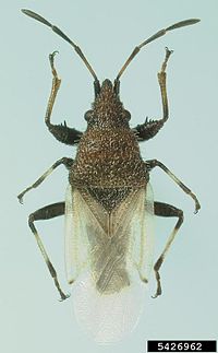 Oxycarenus hyalinipennis (Paraneoptera)