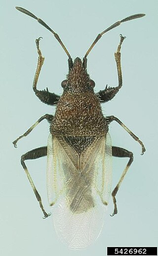 <i>Oxycarenus hyalinipennis</i> Species of true bug