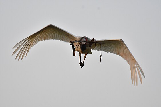 Jabiru (stork) in Pantanal, Brazil