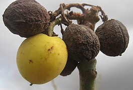 Jatropha curcas - fruits (4729505466).jpg