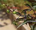 * Nomination Jatropha gossypiifolia --Rjcastillo 15:19, 28 September 2013 (UTC) * Promotion Good quality. --Poco a poco 19:36, 28 September 2013 (UTC)