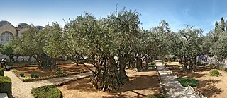 Gethsemane garden at the foot of the Mount of Olives in Jerusalem