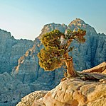 Juniperus phoenicea Petra.jpg