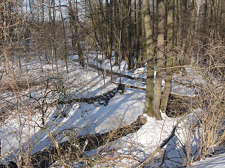 Kümmernitz im winterlichen Wald