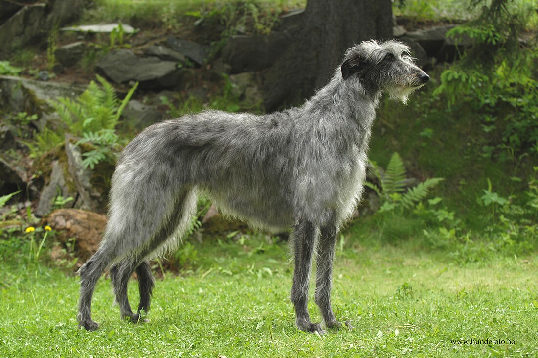 Scottish Deerhound