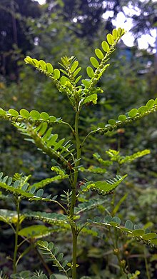 Phyllanthus Niruri Wikipedia La Enciclopedia Libre