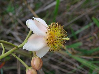 <i>Kielmeyera neriifolia</i> Species of flowering plant