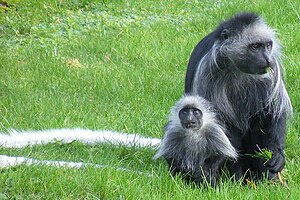 King colobus monkeys 2.jpg