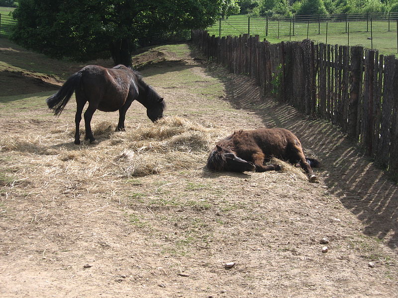 File:Košice ZOO 48.jpg