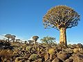 Aloe dichotoma у Намибији.