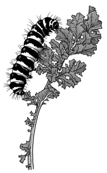 Tyria jacobaeae larva illustrated by Des Helmore LEPI Arctiidae Tyria jacobaeae larva.png