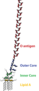 <span class="mw-page-title-main">Lipopolysaccharide</span> Class of molecules found in the outer membrane of Gram-negative bacteria