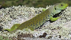 Lagarto ocelado