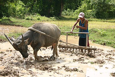 A Laotian farmer plowing with a buffalo.
