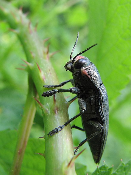 Large Jewel Beetle - Flickr - treegrow (1).jpg