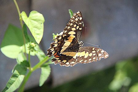 Tập_tin:Large_butterfly_in_Vietnam.jpg