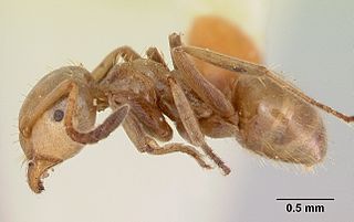 <i>Lasius bureni</i> Species of ant