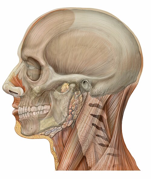 Skull in situ