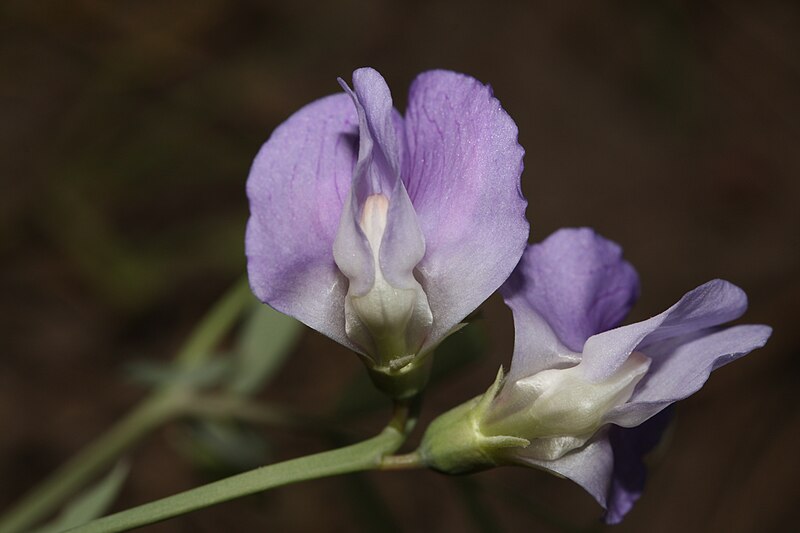 File:Lathyrus pauciflorus 9684.JPG