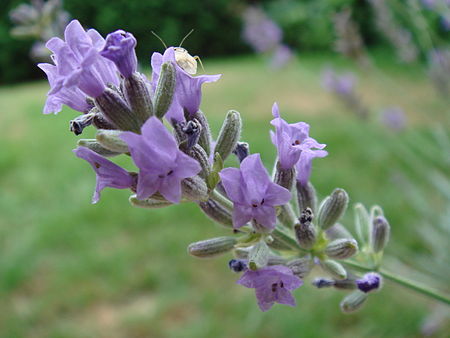 Tập_tin:Lavandula_Macro.JPG