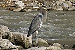 Thumbnail for File:Le Grand Heron Profil.jpg