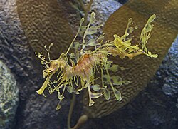 leafy sea dragon food chain